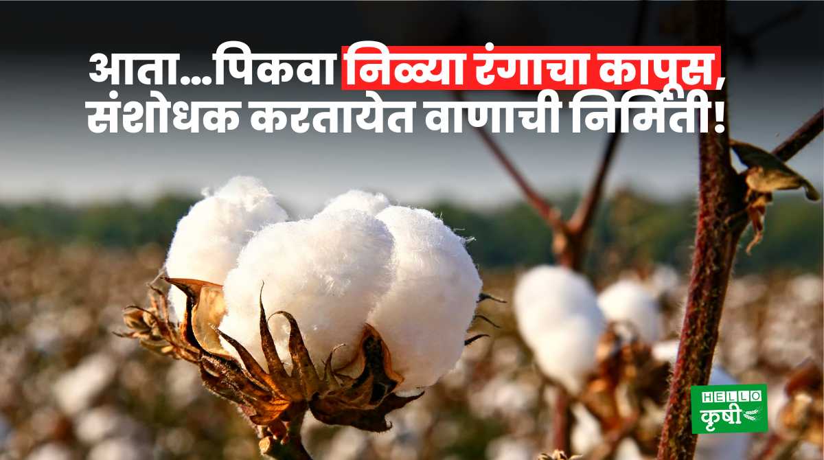 Blue cotton Researchers Create Variety