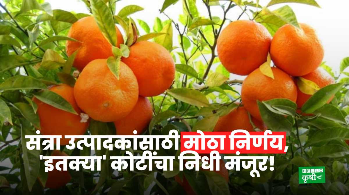 Citrus Estate For Orange Growers