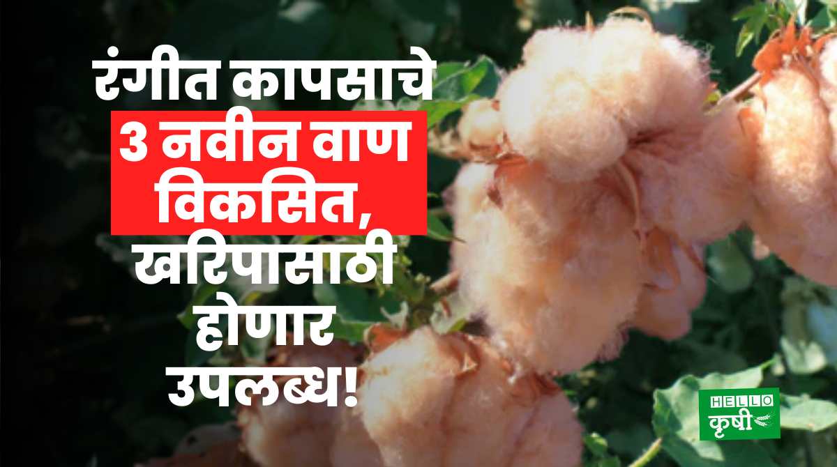 Colorful Cotton Variety Developed