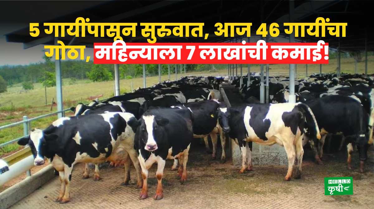Dairy Business Earnings 7 Lakhs Per Month