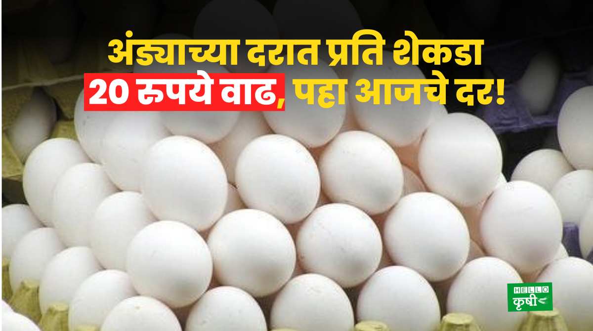 Eggs Rate Today In India