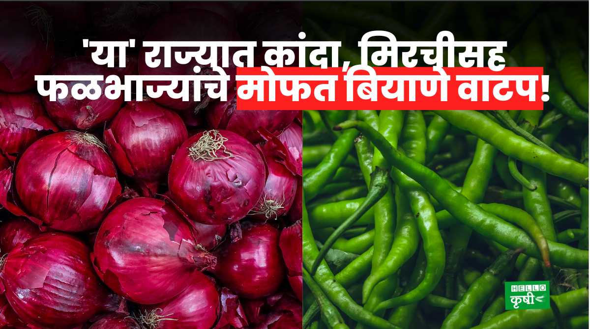 Free Seed Distribution Onion, Chilli In Up