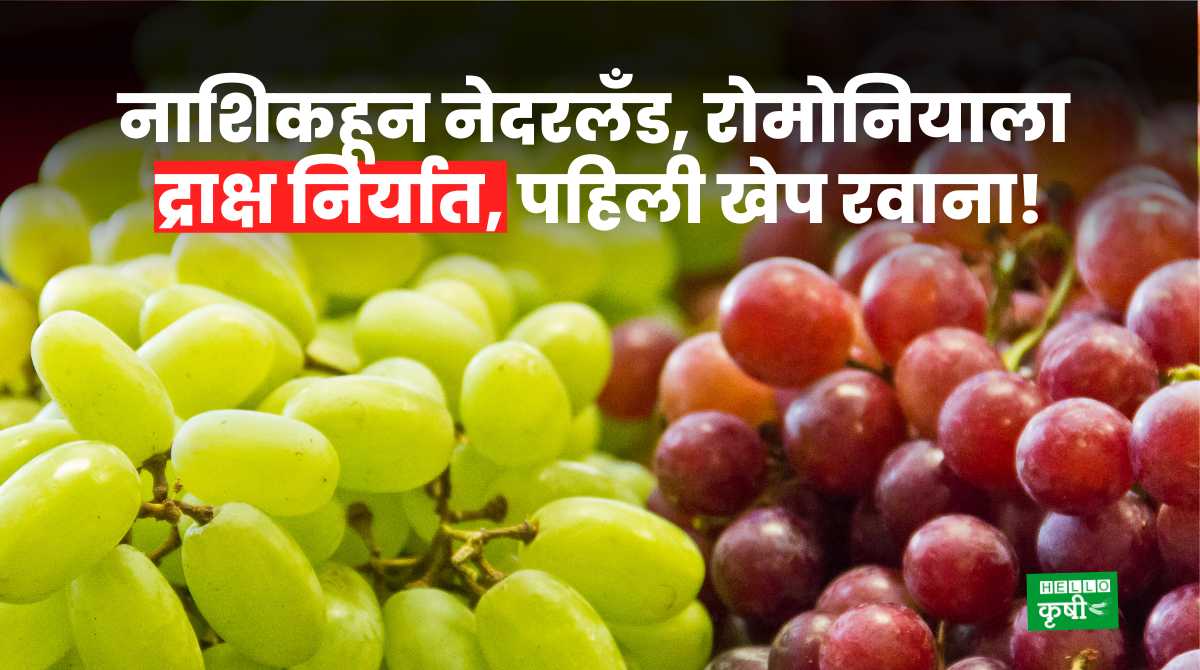 Grapes Export From Nashik