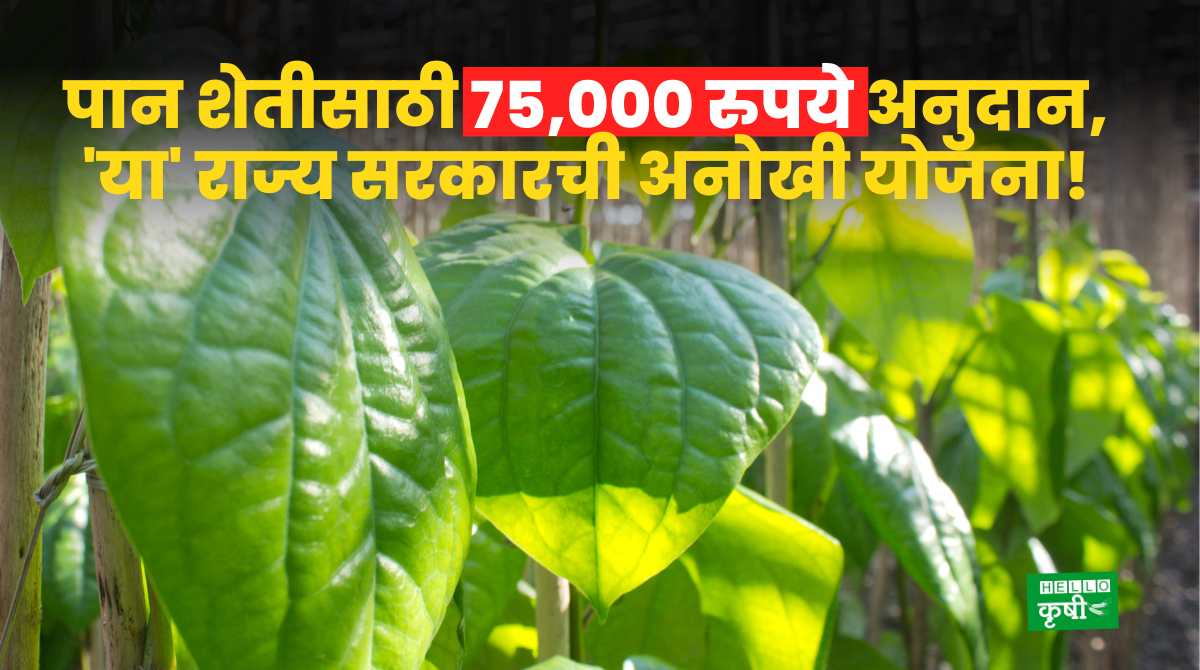 Leaf Farming Rs 75,000 Subsidy