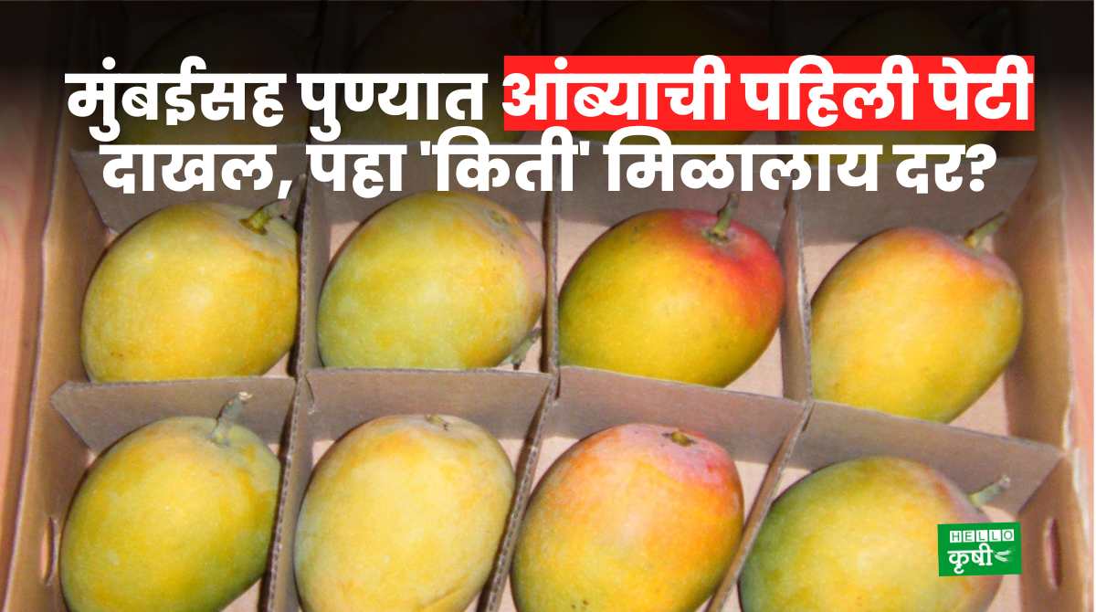 Mango Rate Mumbai Pune Market