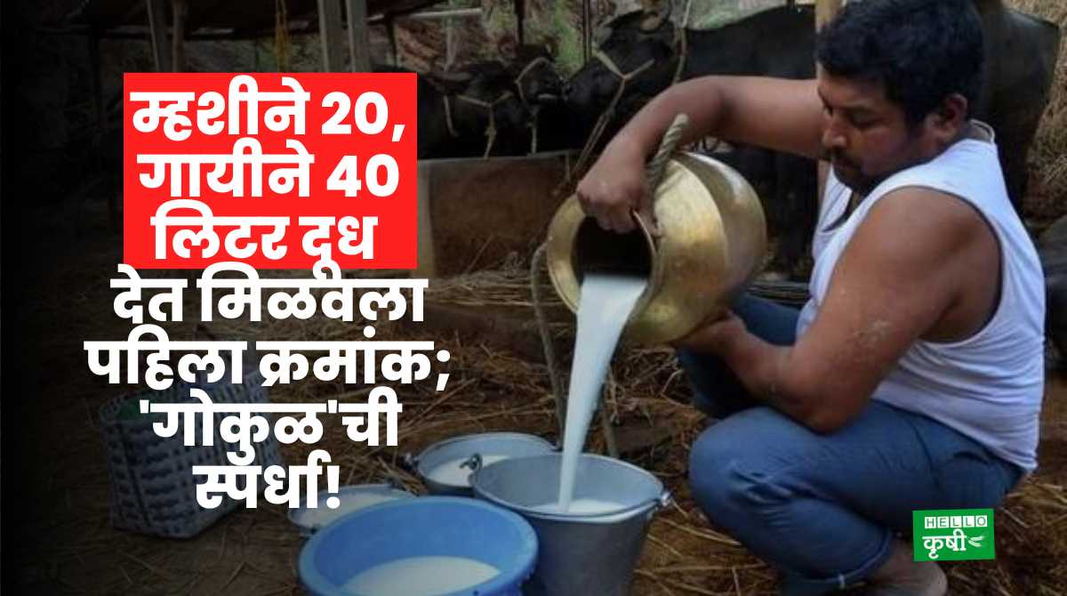 Milk Production Gokul Competition