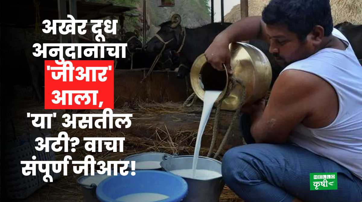 Milk Subsidy GR Finally Came
