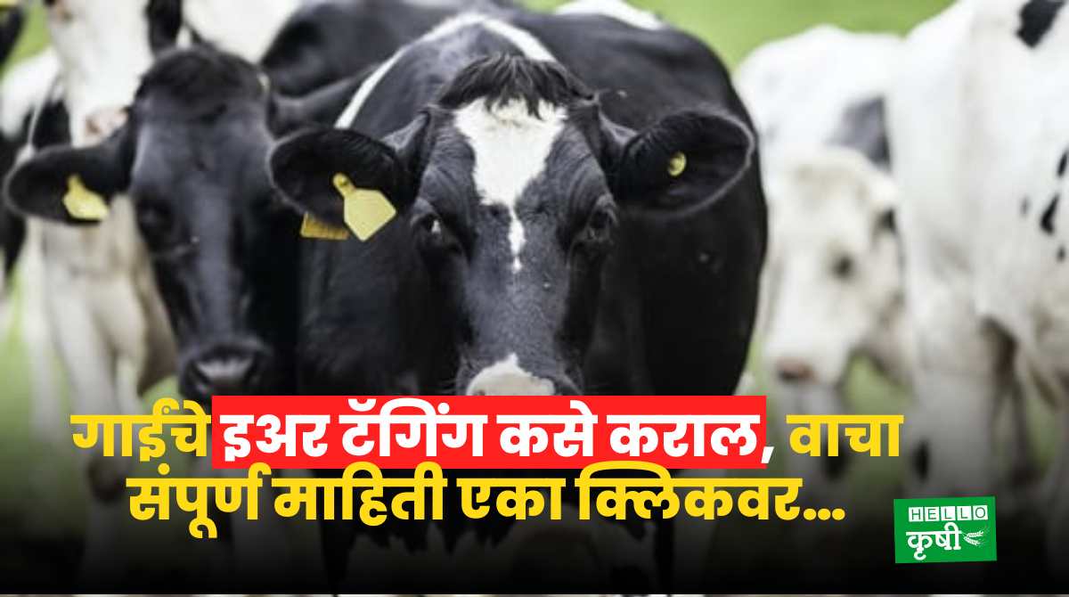 Milk Subsidy Tagging Of Cows