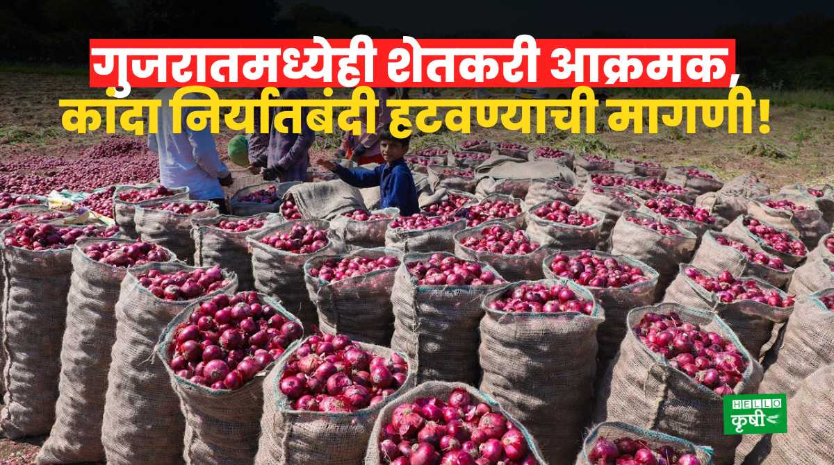Onion Export Ban Gujarat Farmers
