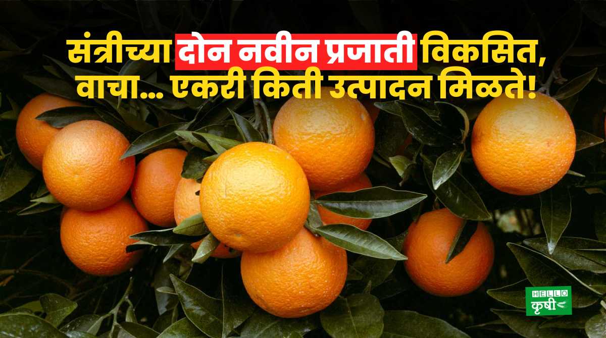 Orange Variety Developed Jhansi Agri University
