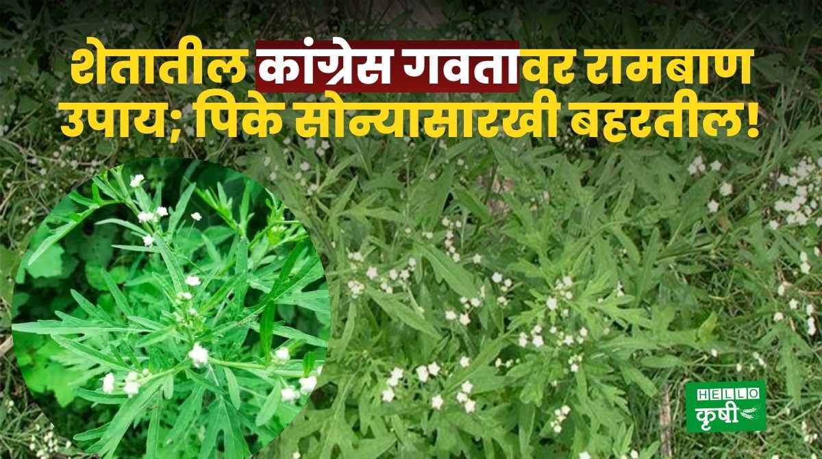 Organic fertilizer From Congress Grass