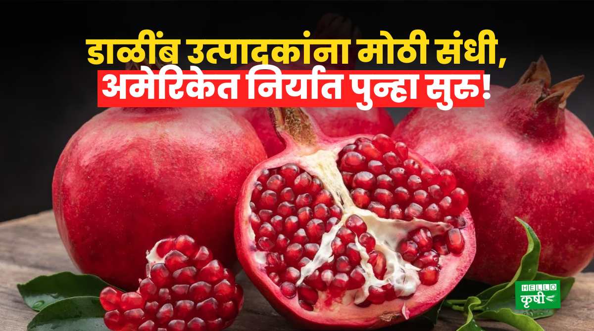 Pomegranate Export From India