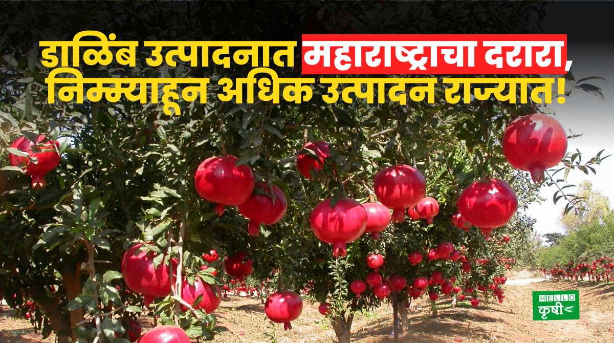 Pomegranate Farming In Maharashtra