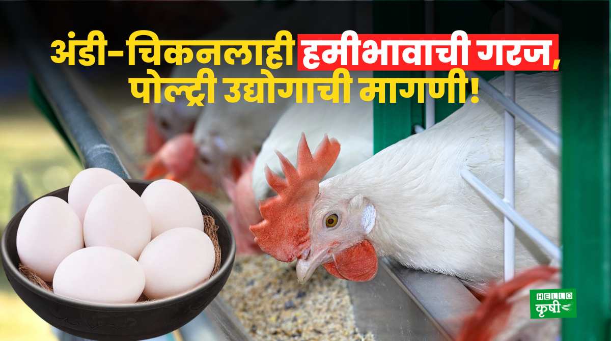 Poultry Farming Demands Eggs Chicken MSP