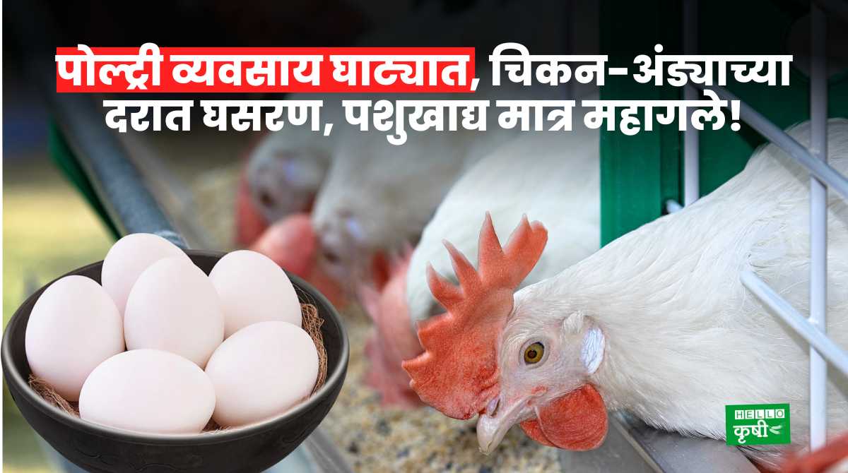 Poultry Feed Expensive Chicken-Egg Prices Fall