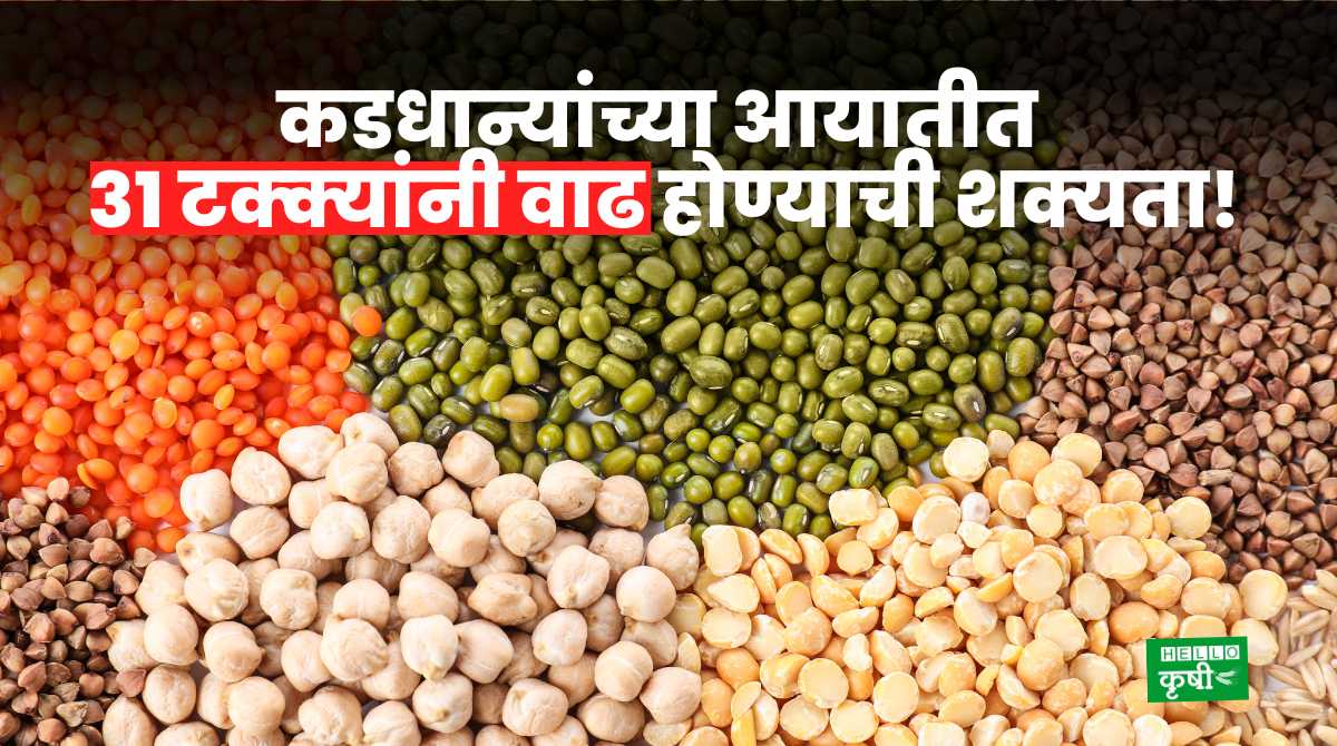 Pulses Import Increase By 31 Percent