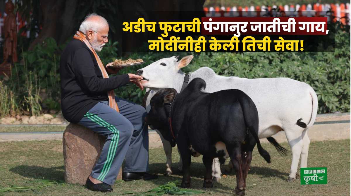 Punganur Cow Breed Modi Served Her