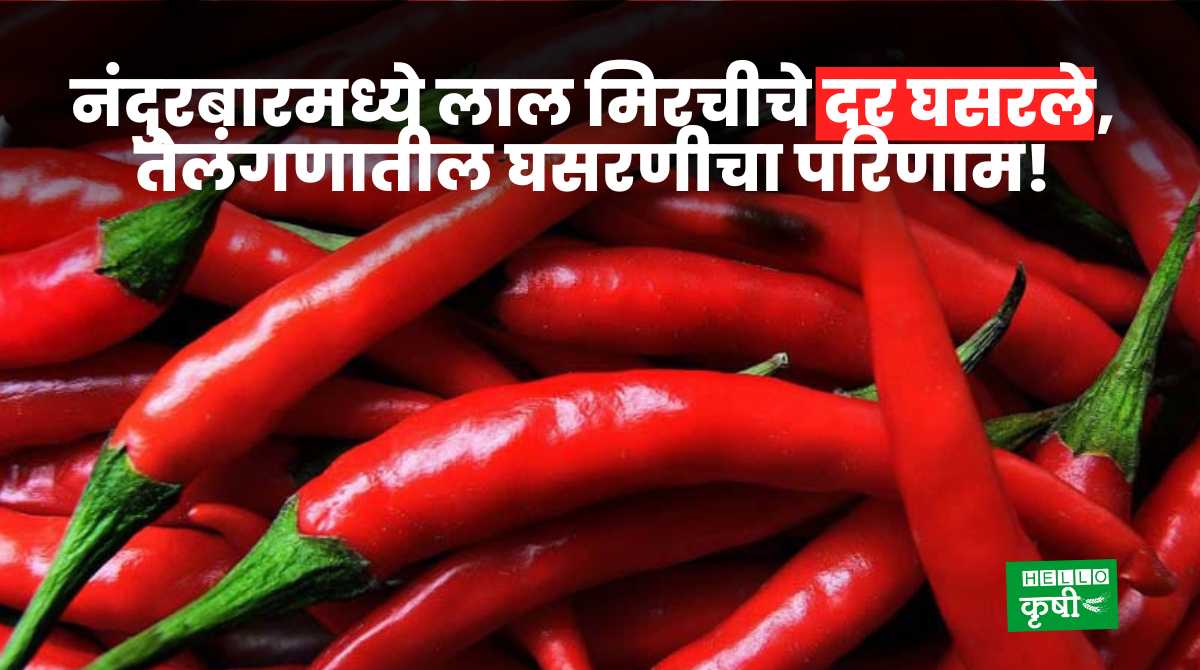 Red Chilli Prices Falls In Nandurbar
