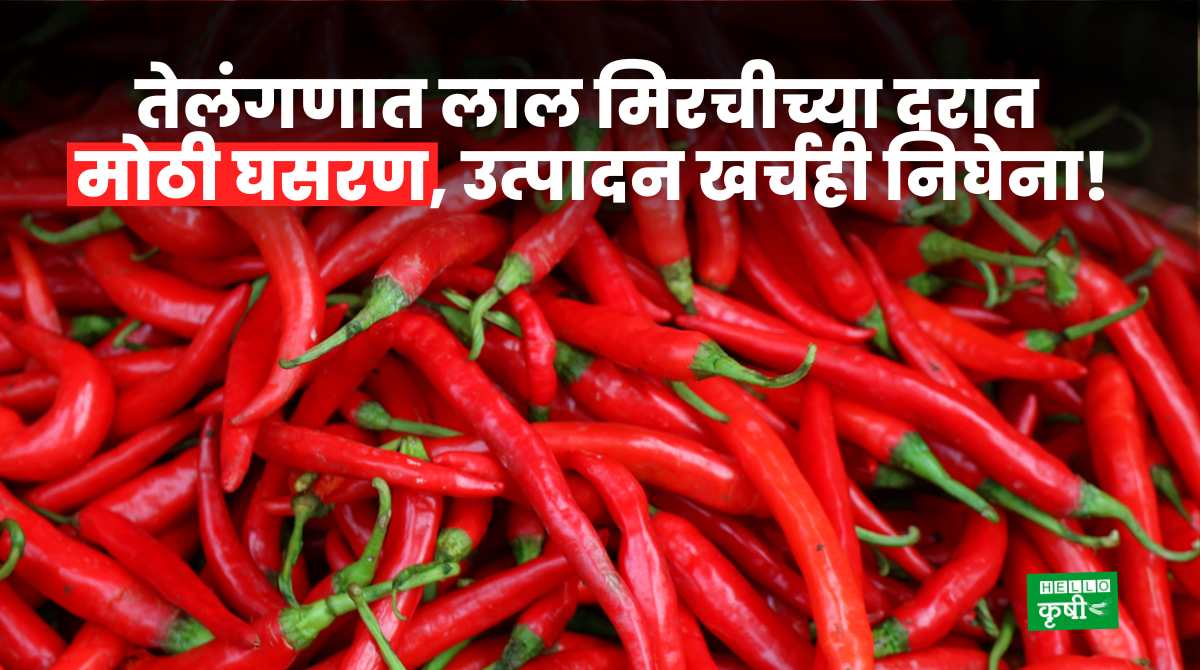 Red Chilli Prices Falls In Telangana