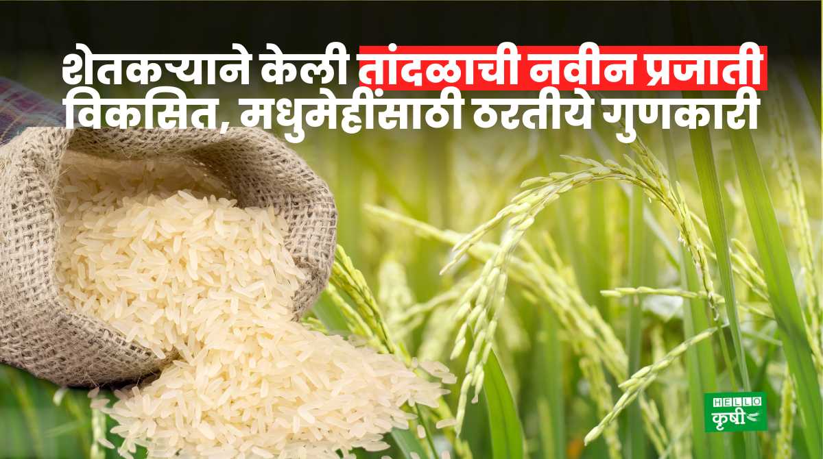 Rice Species Developed By Farmer
