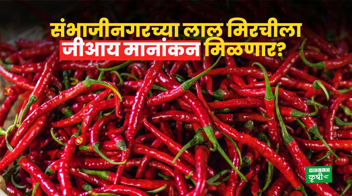 Sambhajinagar Red Chilli Get GI Rating