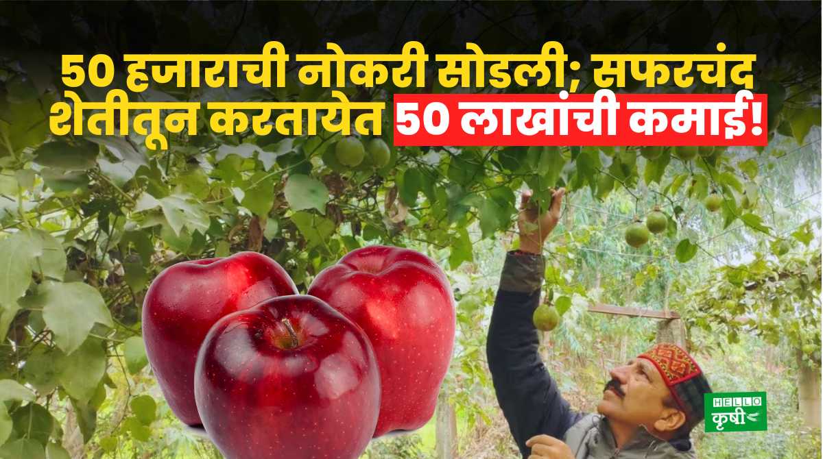 Success Story Earn 50 Lakhs Apple Farming