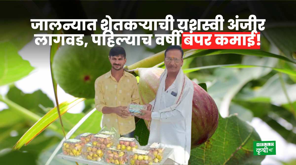Success Story Of Fig Farming In Jalna