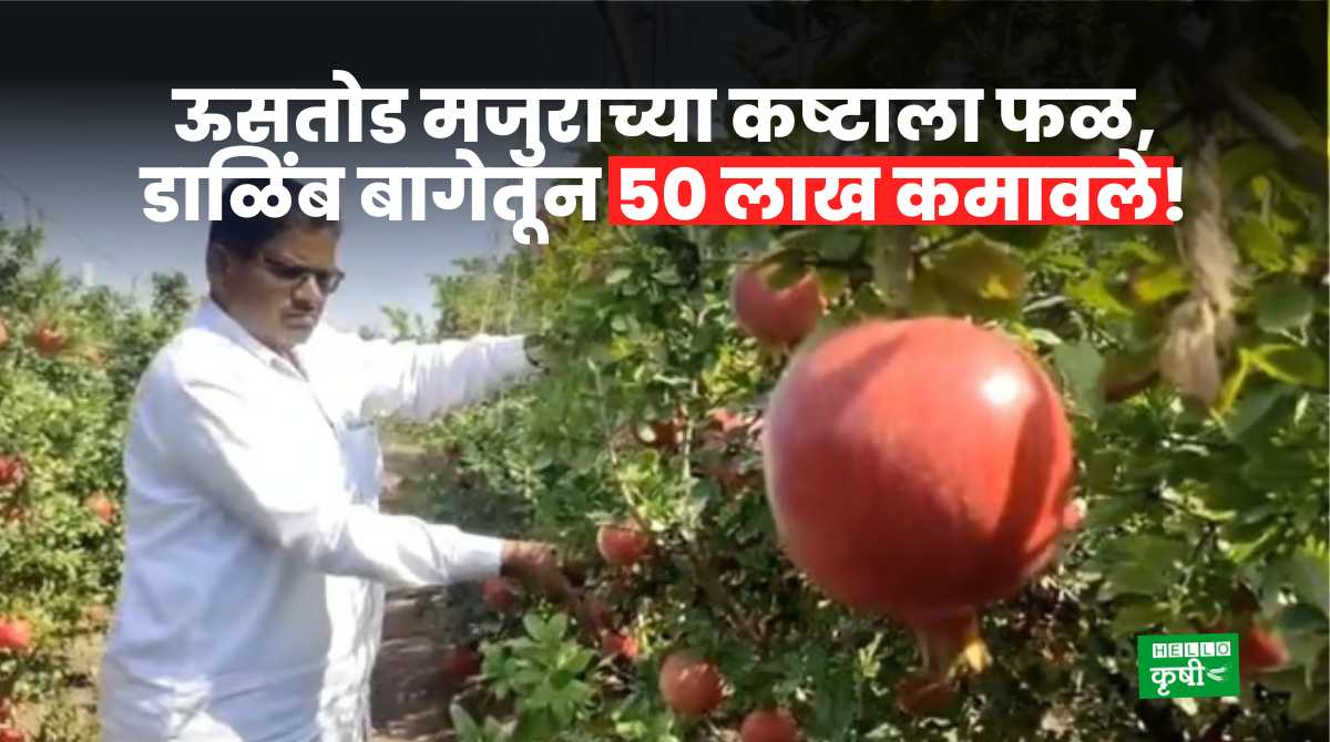 Success Story Of Pomegranate Farmer