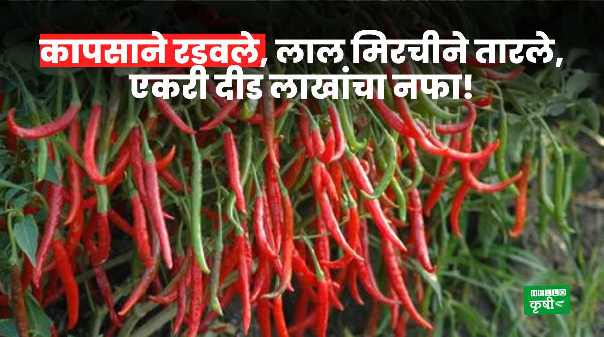 Success Story Of Red Chilli Farming