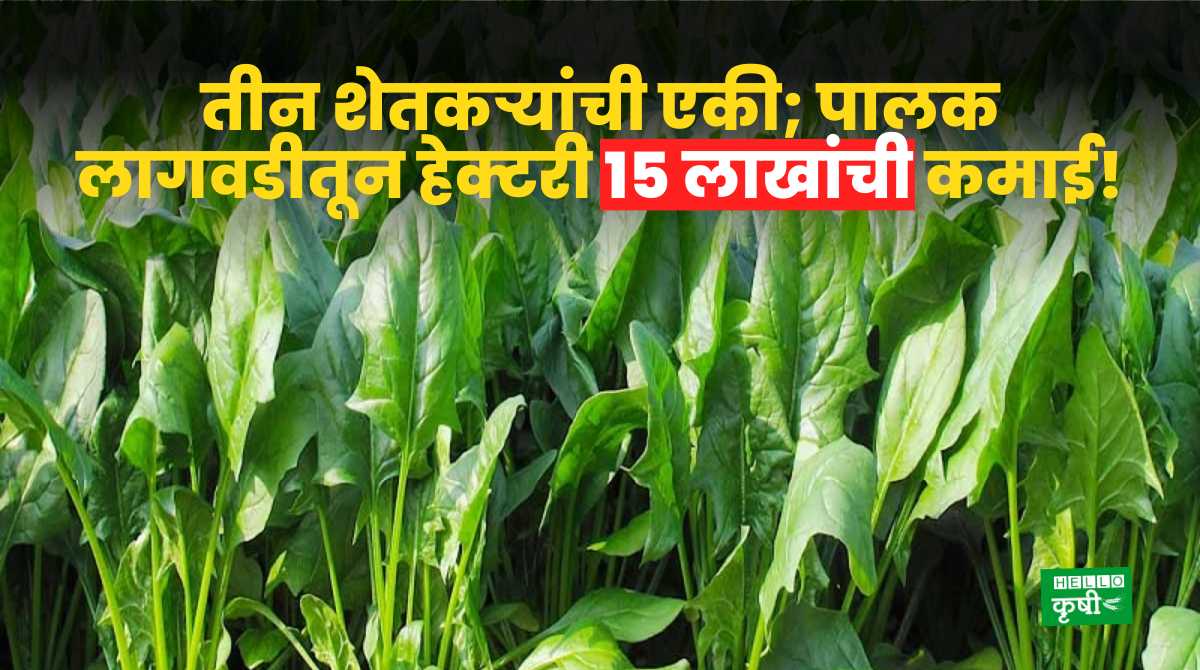 Success Story Of Spinach Farming