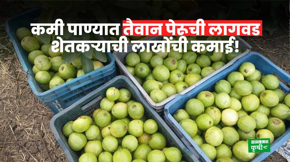 Success Story Of Taiwan Guava Farming