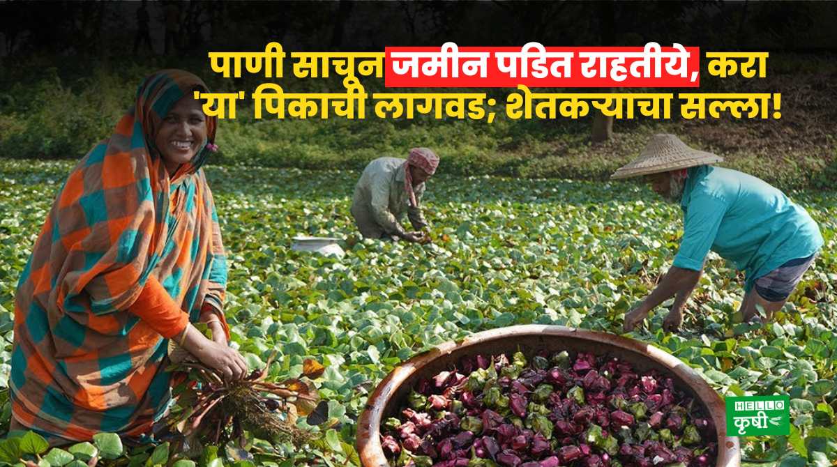 Success Story Of Water Chestnut Cultivation