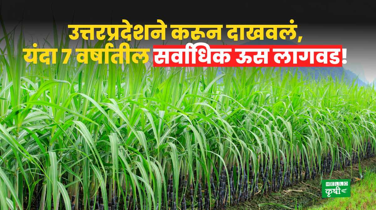 Sugarcane Cultivation In Uttar Pradesh