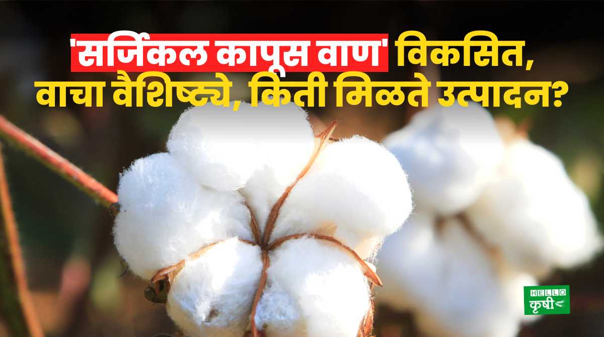 Surgical Cotton Variety Developed