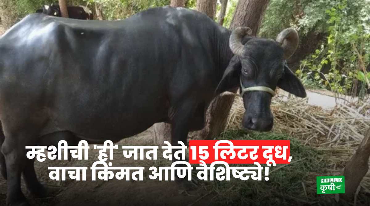 Surti Buffalo Breeds 15 Liters Of Milk