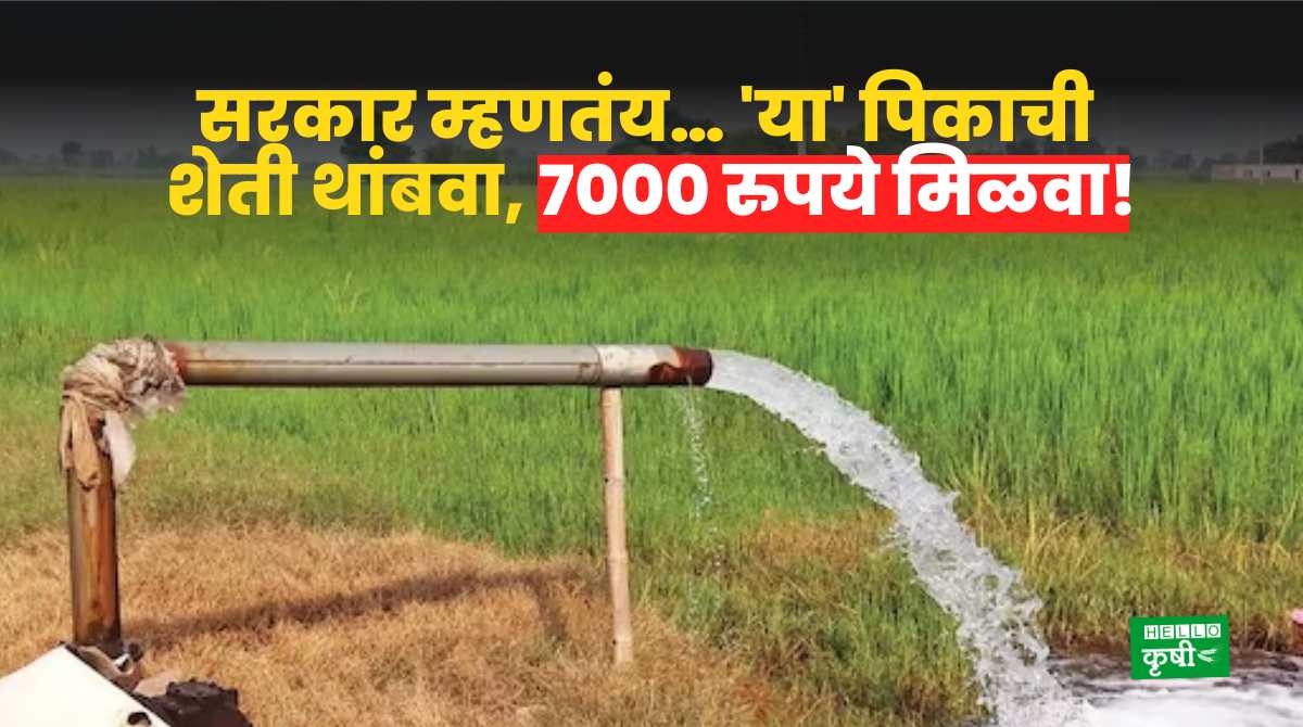 Water Crisis Stop Paddy Farming Get Rs 7000