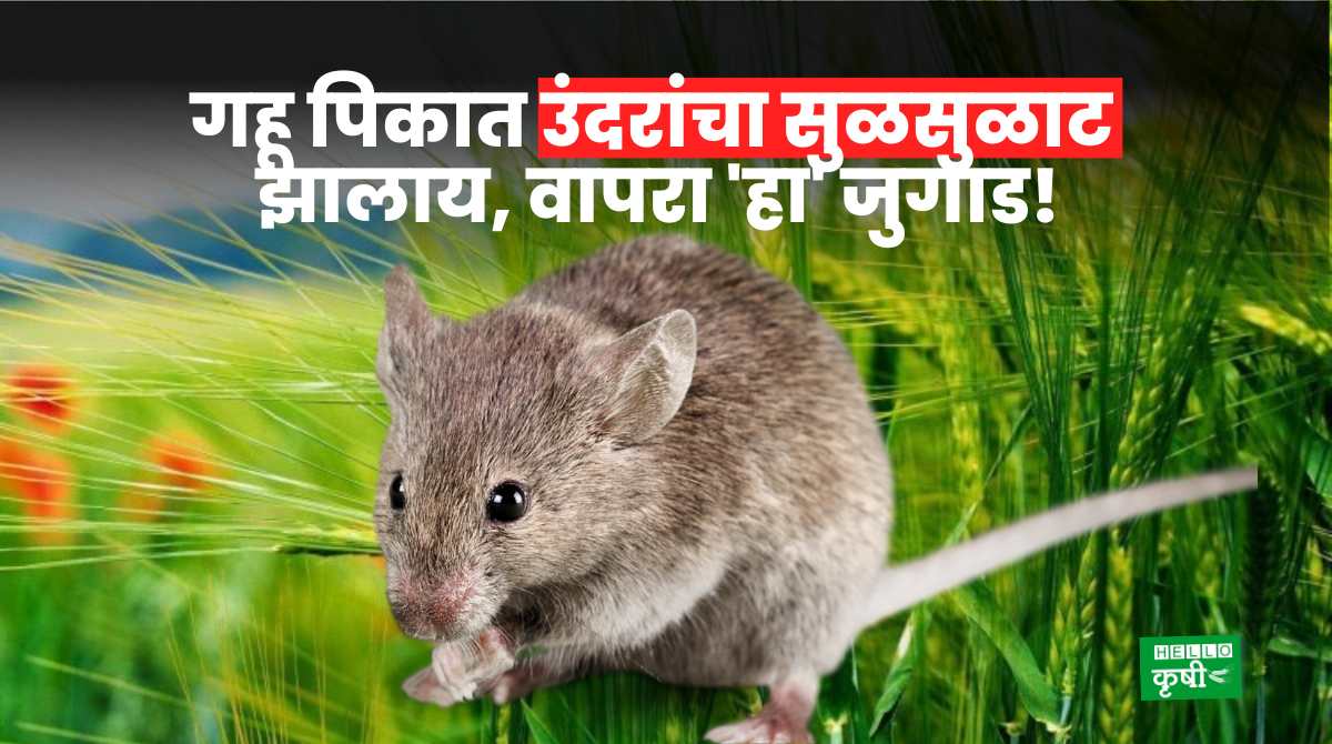 Wheat Farming Rats Infested