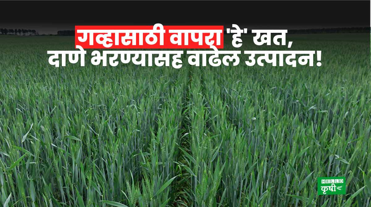 Wheat Fertilizer For Productivity Increase
