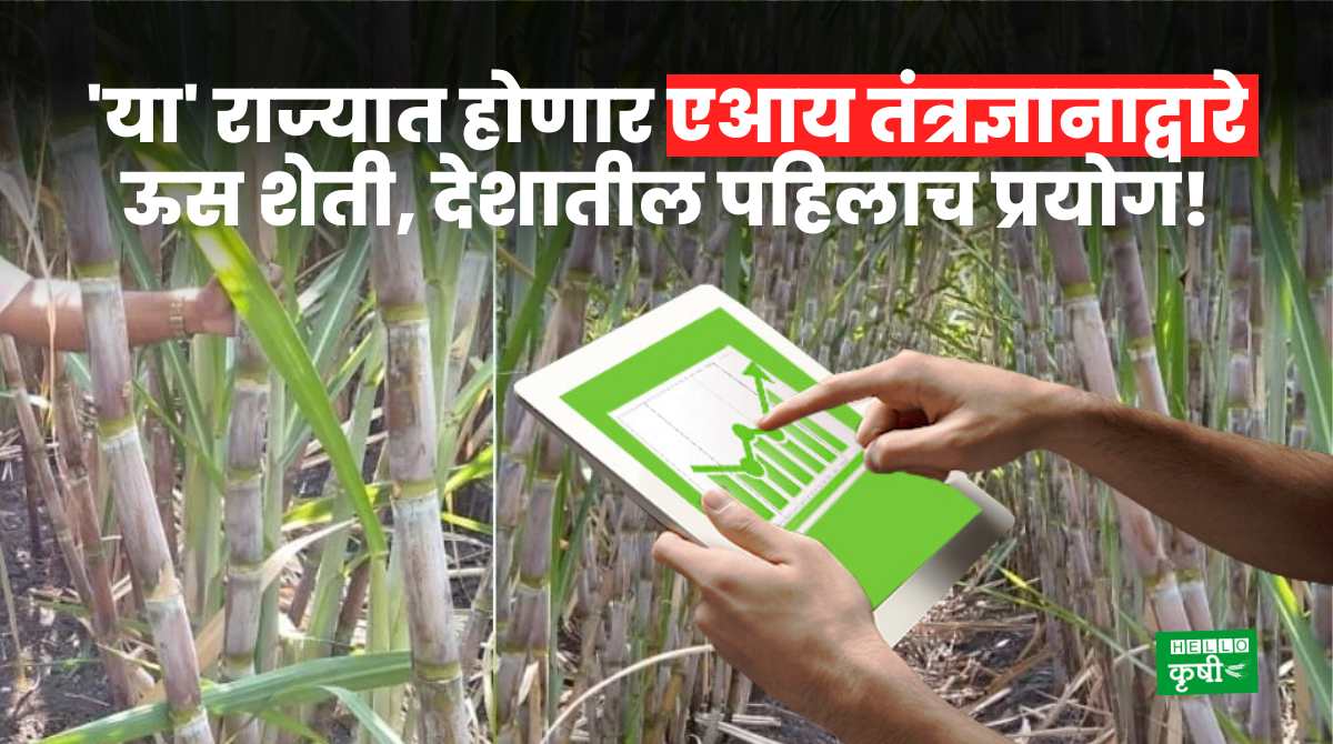 AI Technology For Sugarcane Farming