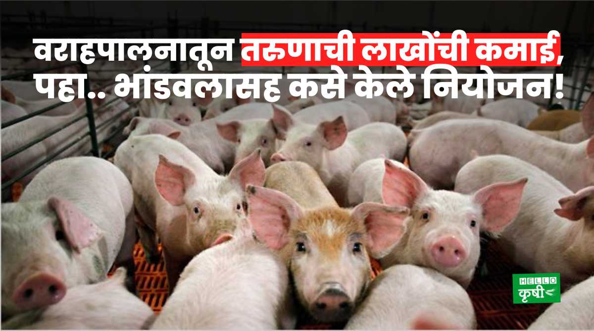 Agri Business Pig Farming Plan