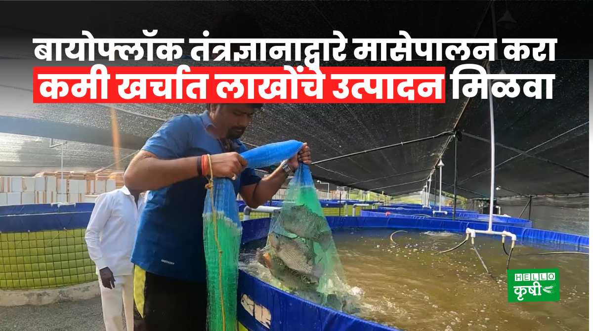 Agriculture Business Fish Farming