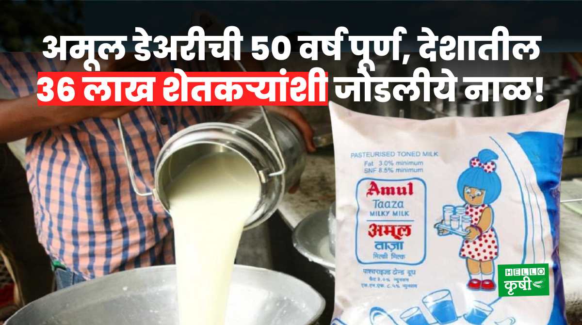 Amul Dairy Completes 50 Years