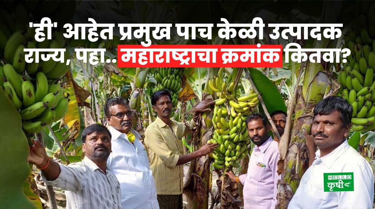Banana Farming In India