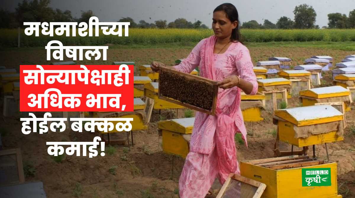 Bee Keeping Business In India