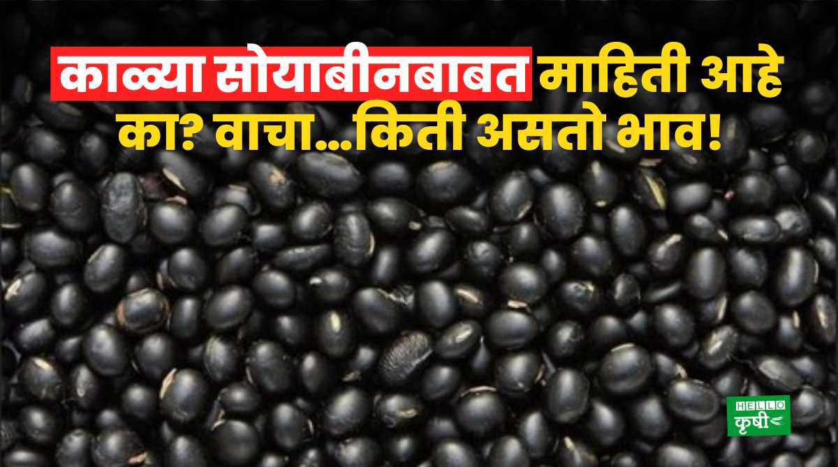 Black Soyabean How Much Is The Price