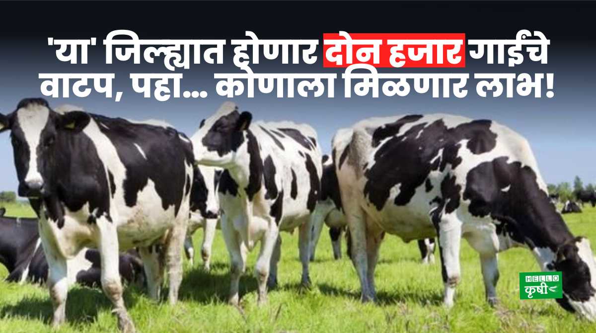 Cows For Farmers In Nandurbar