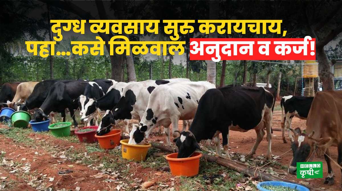 Dairy Business How To Get Subsidy, Loan