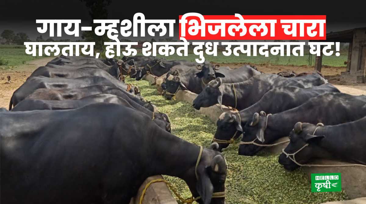 Dairy Farming In Maharashtra