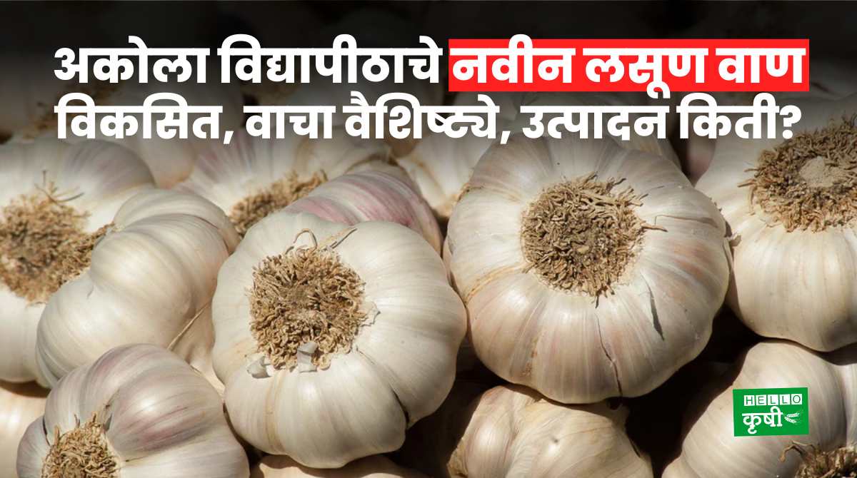 Garlic Variety Developed By Akola Agriculture University