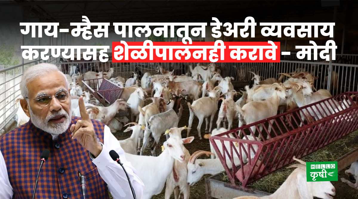 Goat Farming Modi's Advice To Farmers